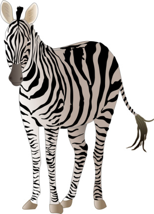 Realistic zebra vector free material (AI) (401.60 KB) - WooVector